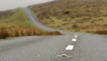 Scenic but demanding course through Dartmoor set to test hundreds in long-awaited return (Image: Dartmoor Marathon)