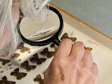 Over 3000 butterflies will be on show in the exhibition (Image- Newton Abbot Museum)