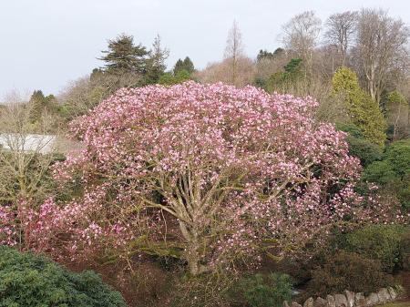 90 year old Magnolia campbellii, biggest in the country (Image- Lukesland Gardens)