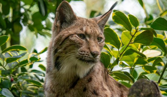 The ghost of the forest