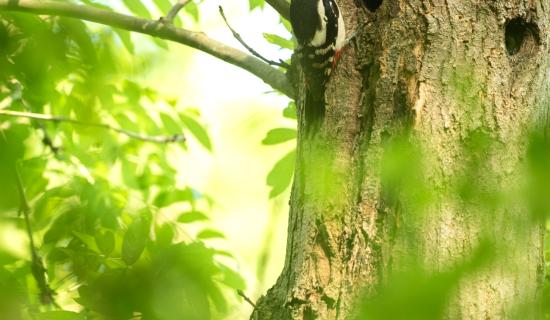Greater spotted woodpecker