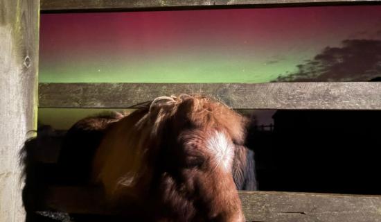 Miniature Shetland pony Sir Didymus, experiencing the Northern Lights for the first time (Image- The Mare and Foal Sanctuary)