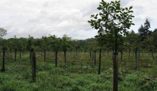 Government funding ensures continued expansion of the Plymouth and South Devon Community Forest (&copy; Copyright Dave Spicer Creative Commons Licence)