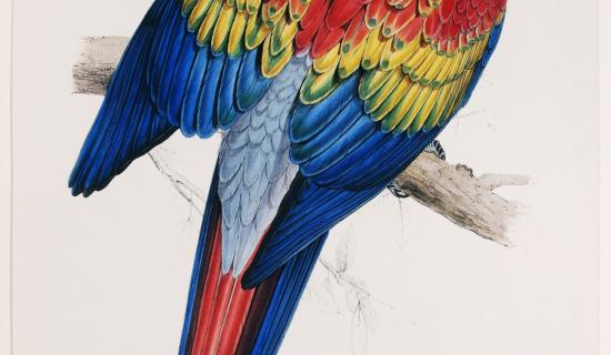 &lsquo;Colour&rsquo; exhibition set to brighten Exeter museum this summer