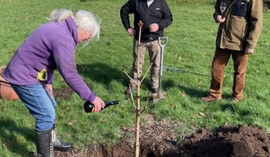 New horse chestnut tree planted in Widecombe-in-the-Moor