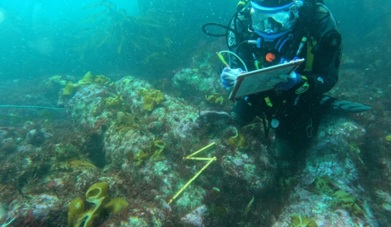 Diver recording cannon on a historic shipwreck &copy; Wessex Archaeology