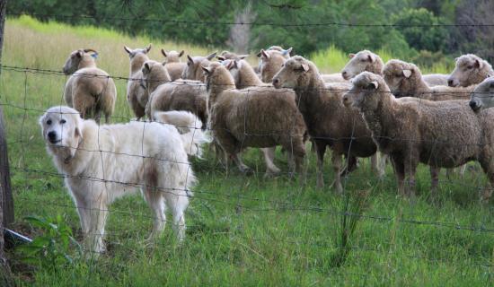 New laws are now in place to protect livestock from dogs (Image- Andy Fitzsimon CC BY-SA 2.0)