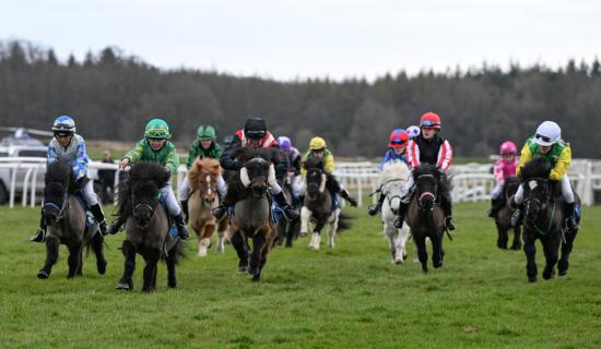 Shetland Ponies at Exeter in 2025 (Image credit Francheska Altoft)