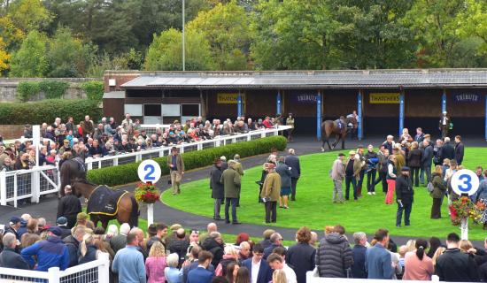 The Paddock at Newton Races. Pic from PPAUK