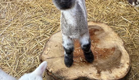 Families are able to get hands on at Bovey Castle this Easter