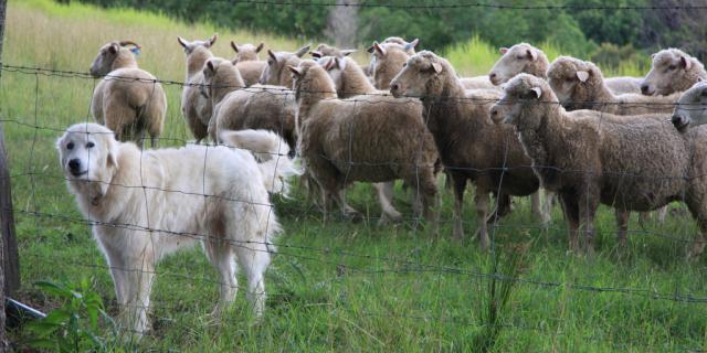 New laws are now in place to protect livestock from dogs (Image- Andy Fitzsimon CC BY-SA 2.0)