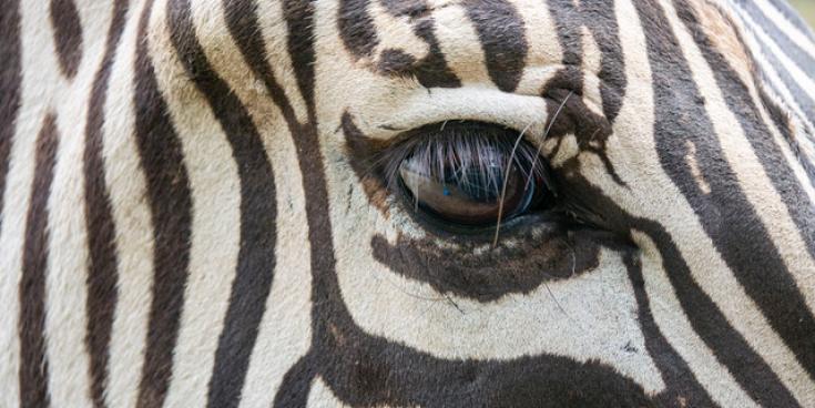 Dartmoor Zoo supports zebra conservation with new animal transfers and breeding efforts