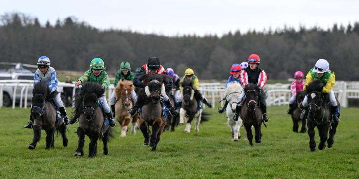 Shetland Ponies at Exeter in 2025 (Image credit Francheska Altoft)