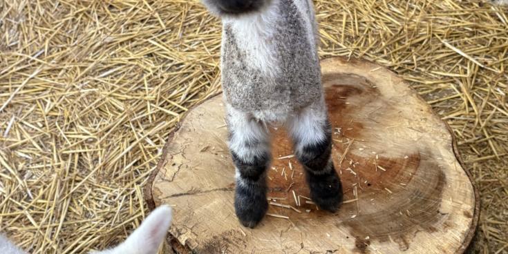 Families are able to get hands on at Bovey Castle this Easter