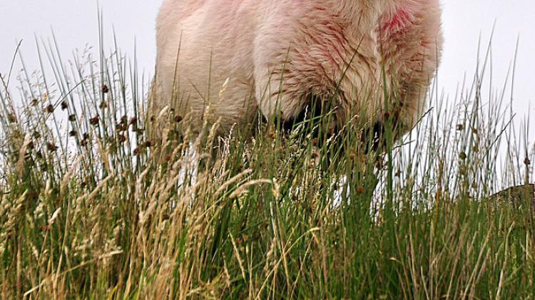 Court orders assessment of livestock levels on Dartmoor commons