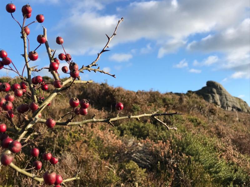 Independent review of protected site management on Dartmoor to begin