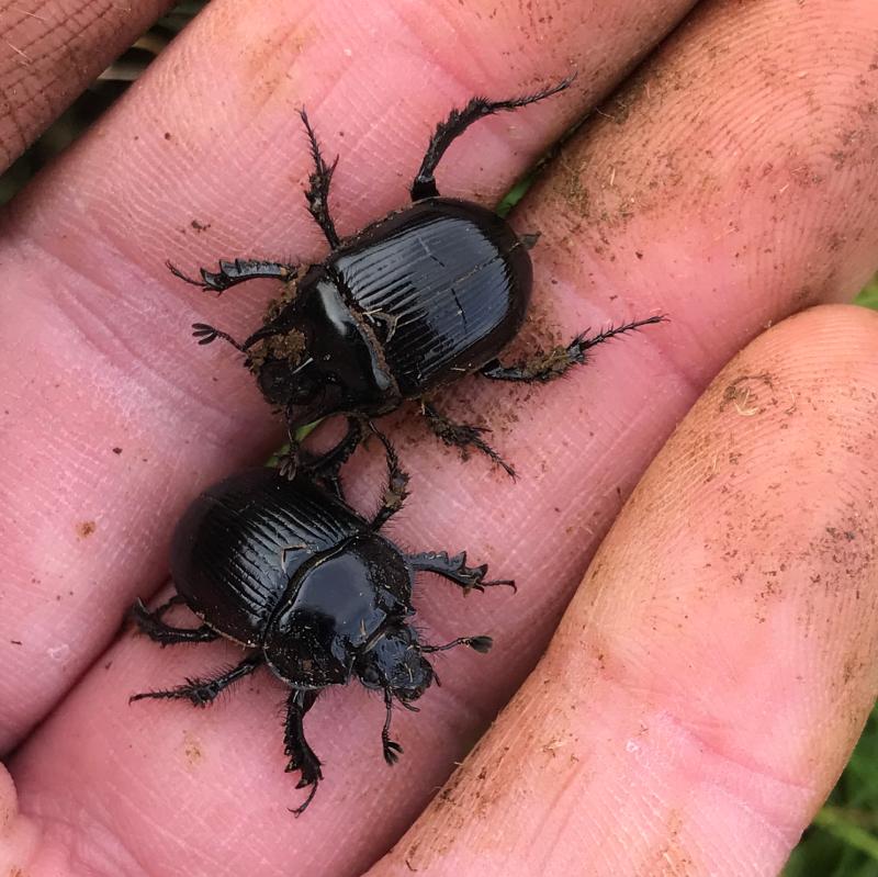 Locally-rare dung beetle found at Bittaford