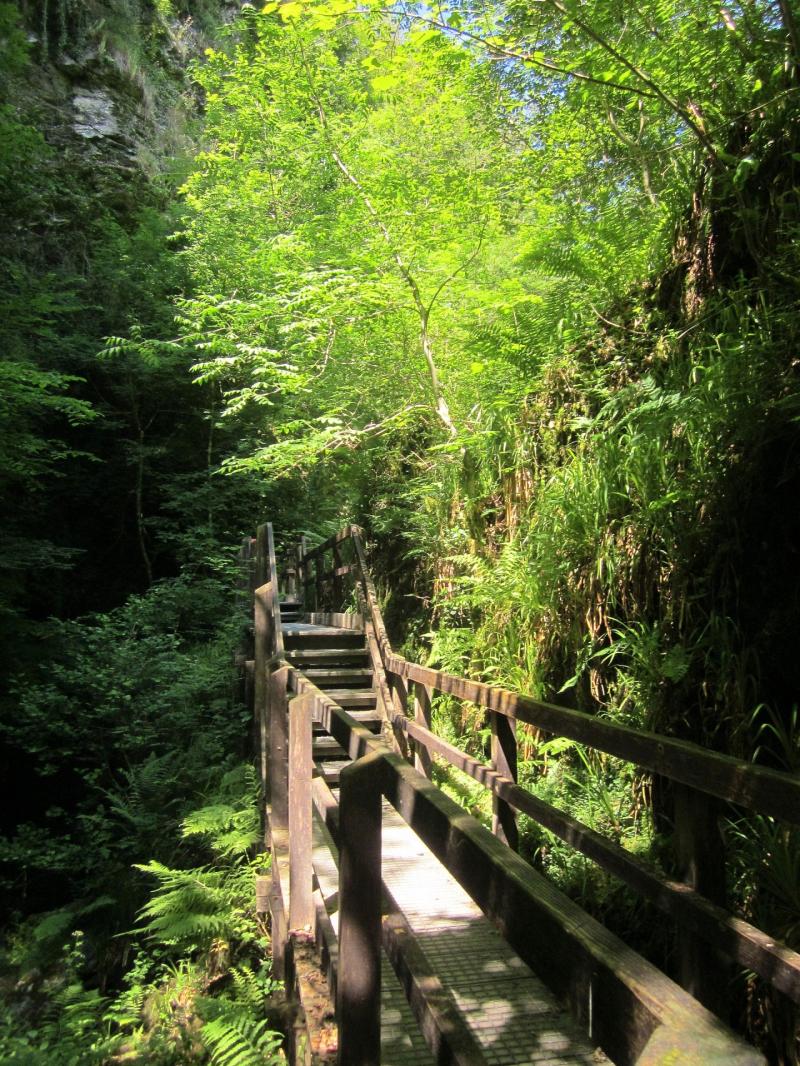 Devon to benefit from Atlantic rainforest recovery programme