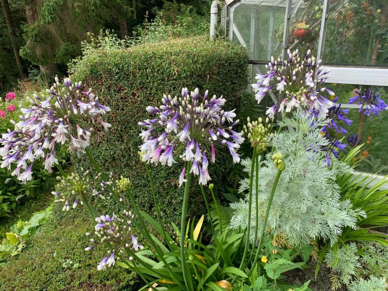 FOR THE LOVE OF AGAPANTHUS