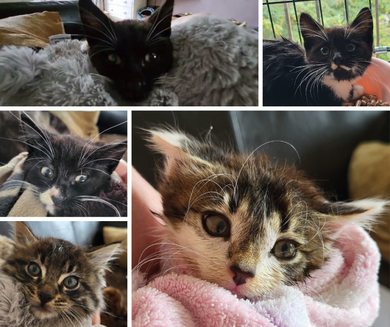 Local charity rescues family of feral cats from water site