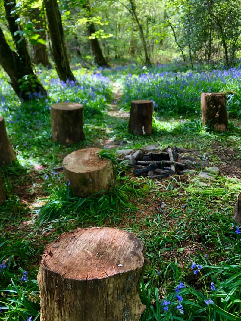 Local charity supports refugee recovery and reconnection in native Devon woodlands