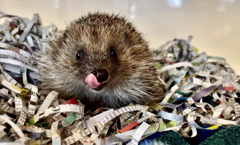 LAST CHANCE TO SAVE DEVON WILDLIFE RESCUE FROM CLOSING