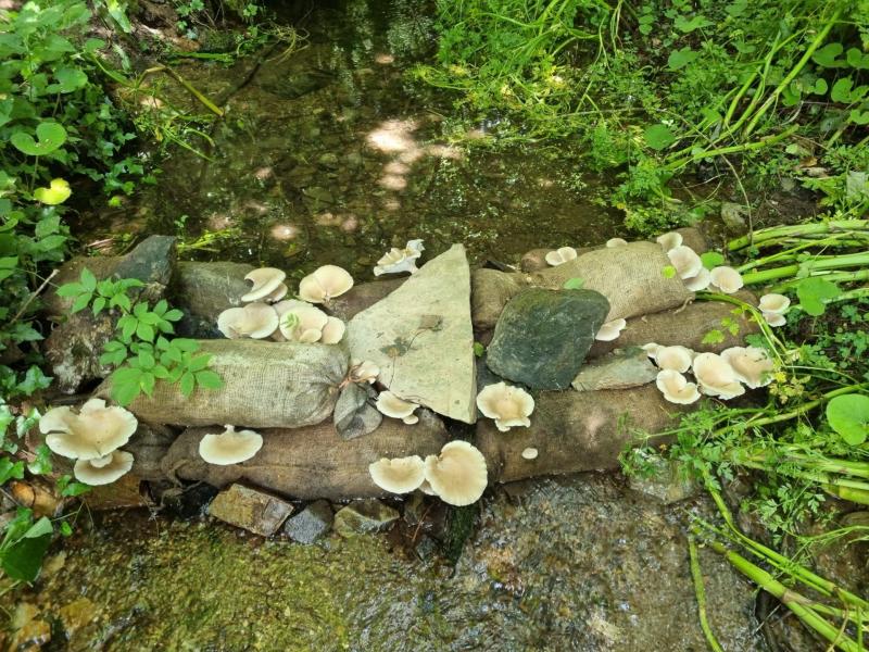 Pioneering Devon-based Biochar Project wins International Conservation Award