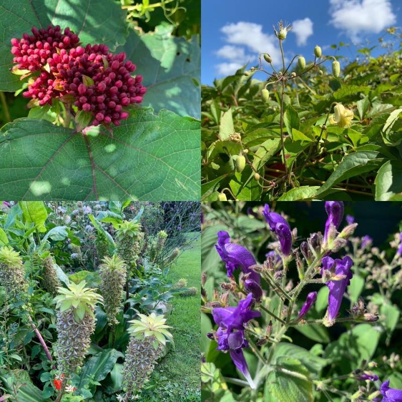 LATE SUMMER SHOWSTOPPERS