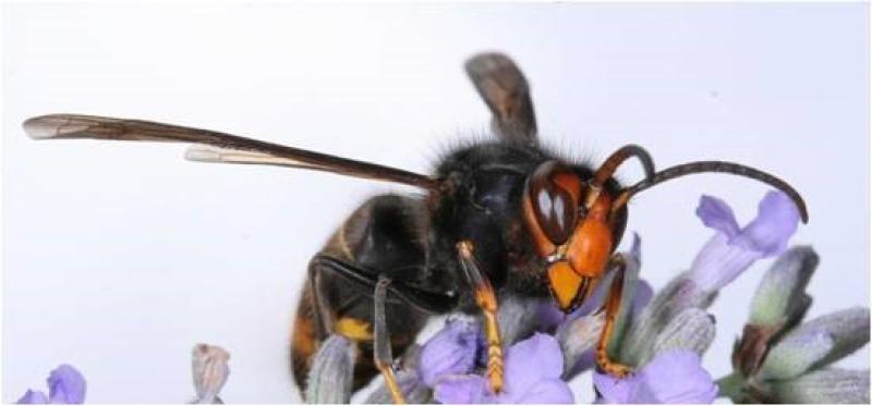 Asian hornet numbers on the rise