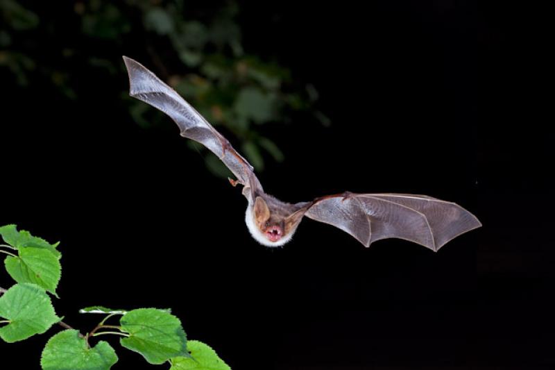 Crickets, lichens and butterflies among rare species set to benefit from new funding announced