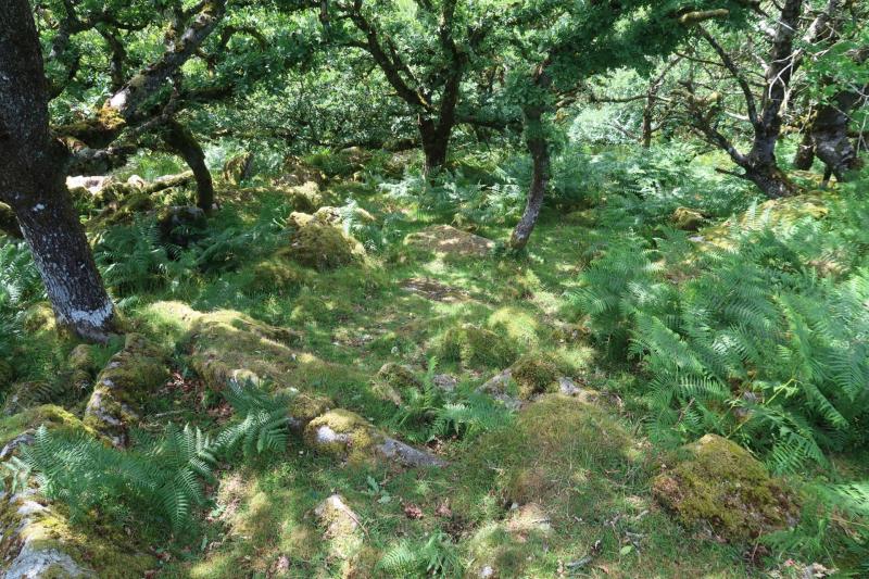 Dartmoor’s temperate rainforests: past, present and future 