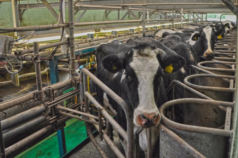 Dairy profits set to topple from recent highs