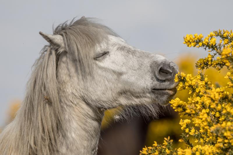 Dartmoor conservation charity launches Mouths on the Moor campaign