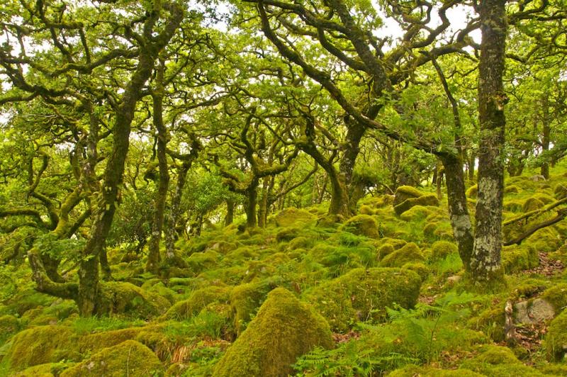 The Duchy of Cornwall commences essential work on Wistman’s Wood expansion and regeneration