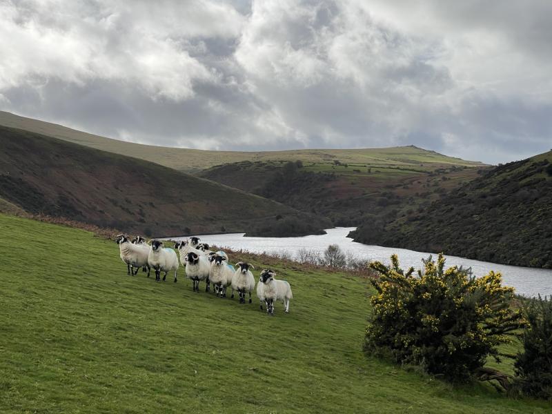 All quiet on the South West hunt