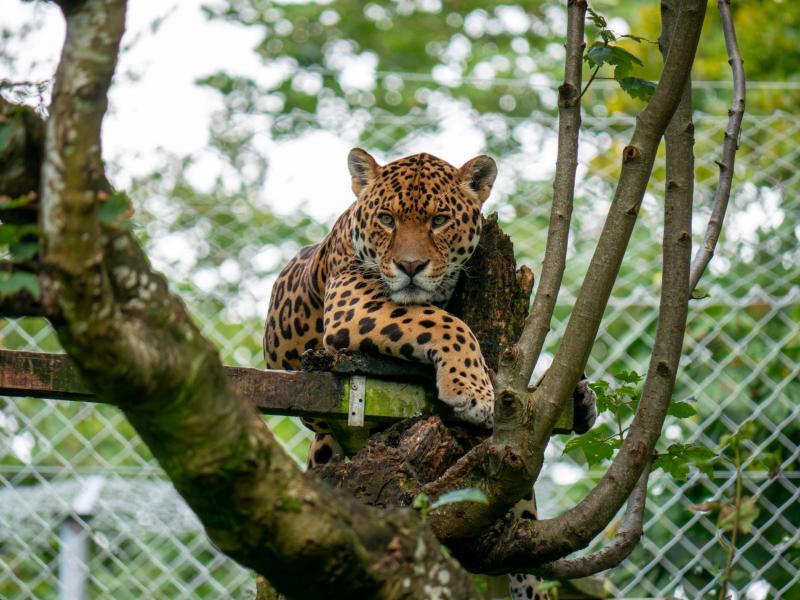 Leopard at Dartmoor Zoo