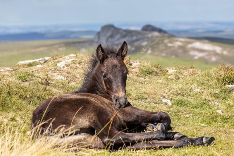 Dartmoor pony