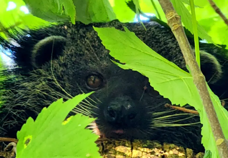 Malu the Binturong 