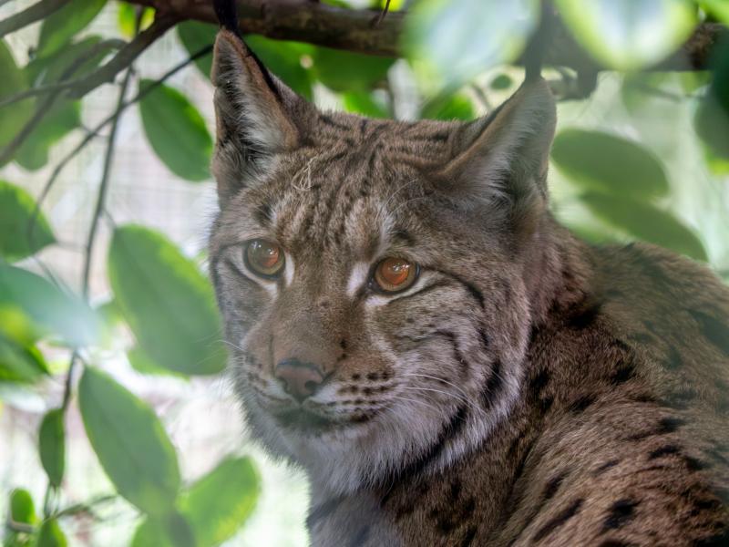 Lynx 
