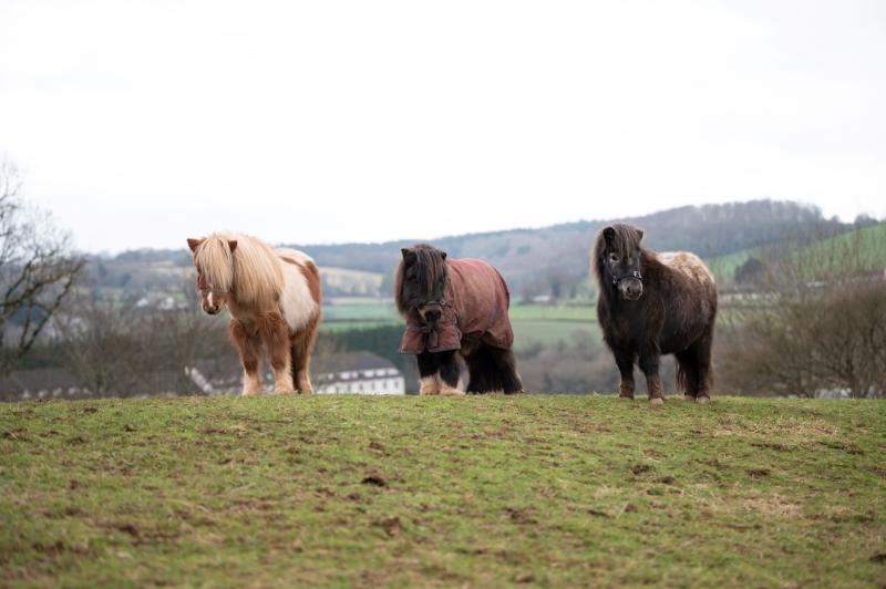 The Mare & Foal Sanctuary