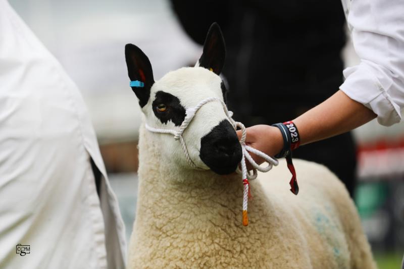 Kerry Hill Sheep