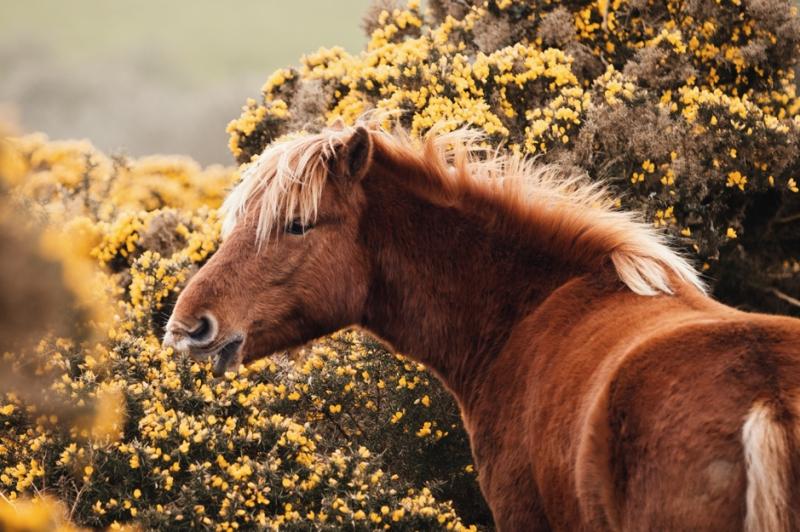 Petition launched to save the Dartmoor Hill Pony 
