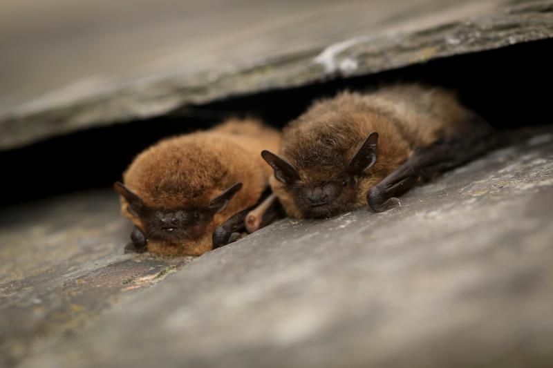 Charity seeks ‘Bat Detectives’ to aid in Devon conservation