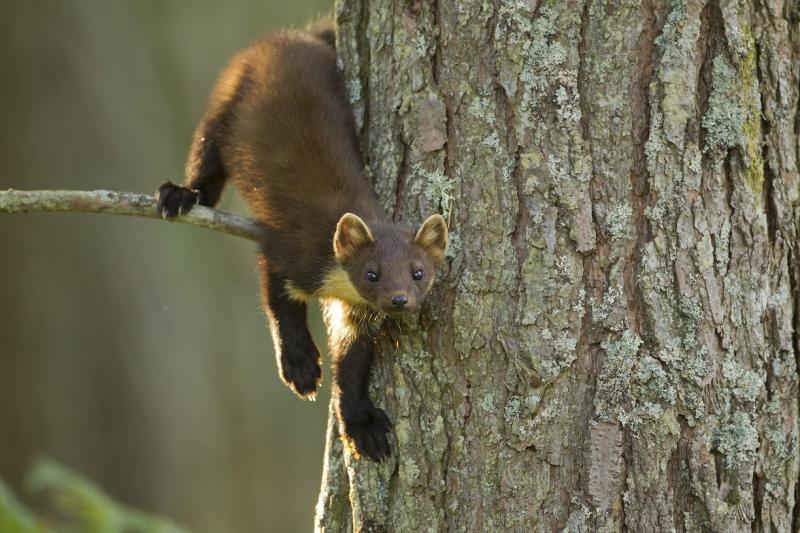  Boost for Pine Martens in South West woodlands