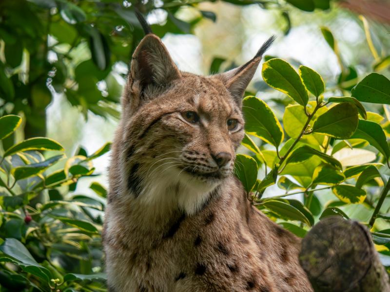 The ghost of the forest