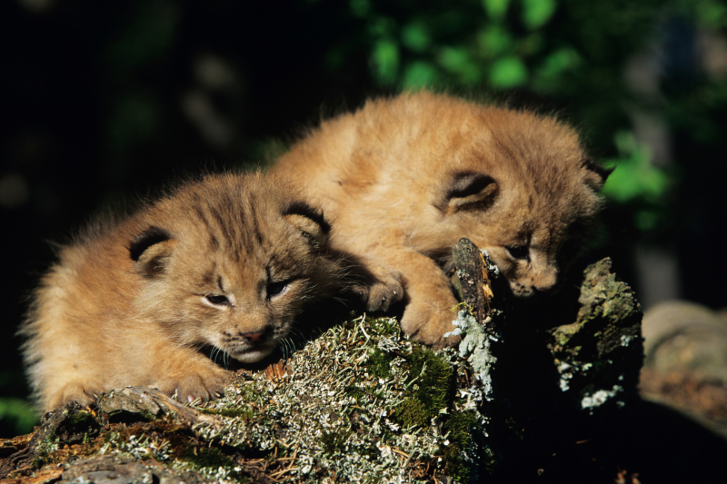  Dartmoor Zoo celebrates birth of Carpathian Lynx kits