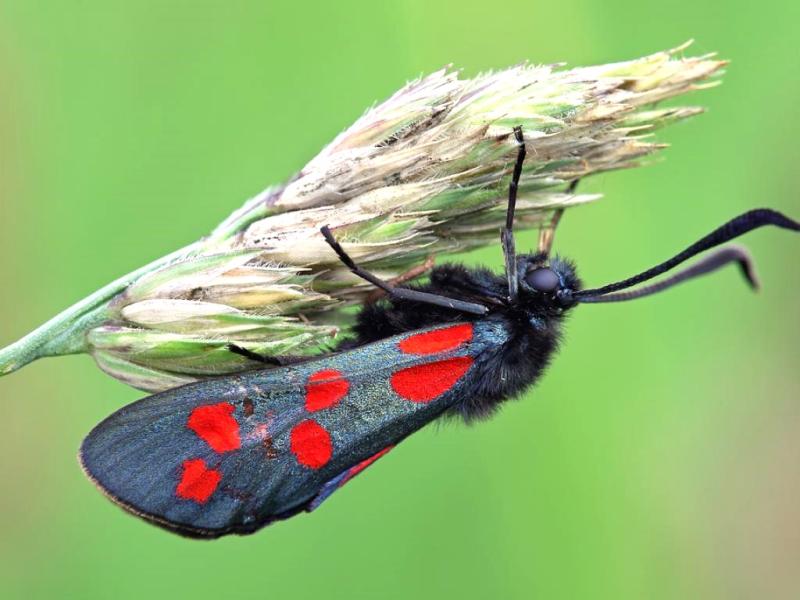 Dartmoor rewards citizen scientists in Big Butterfly Count 2024