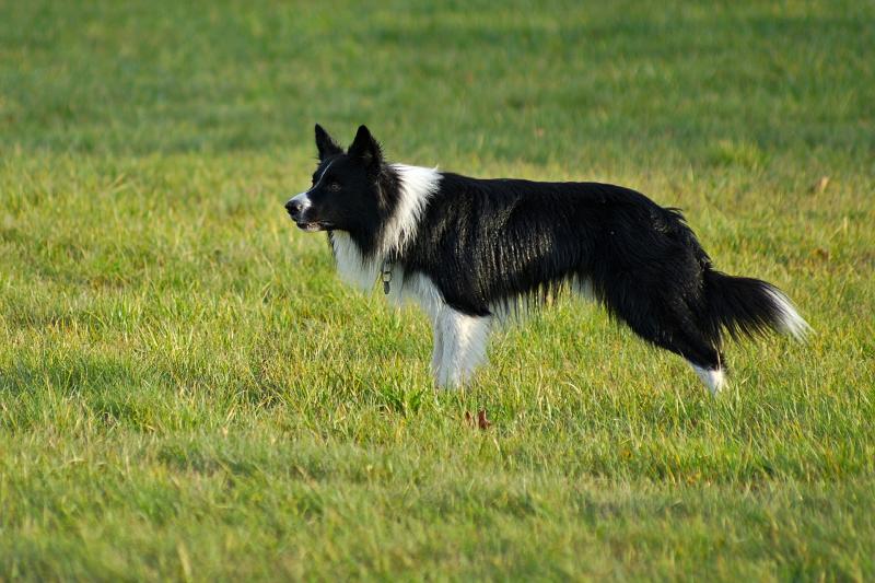 Sheepdog trialling returns to Dartmoor