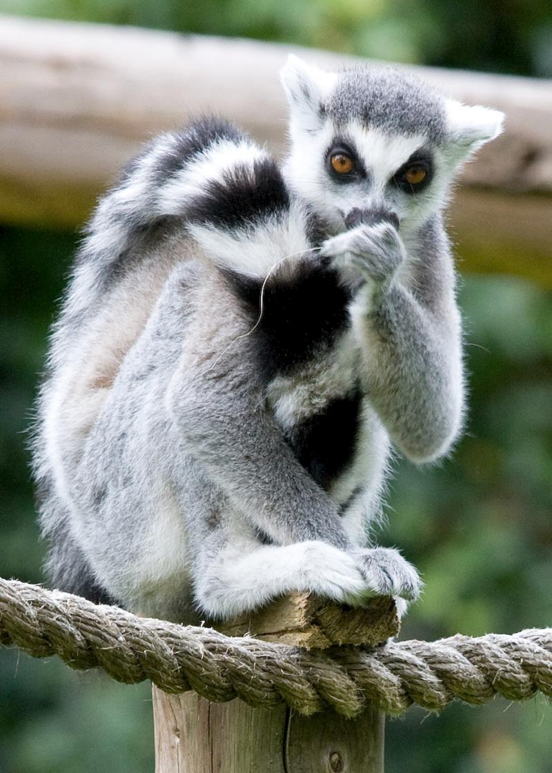 Shaldon Wildlife Trust aims to make the Zoo for everyone
