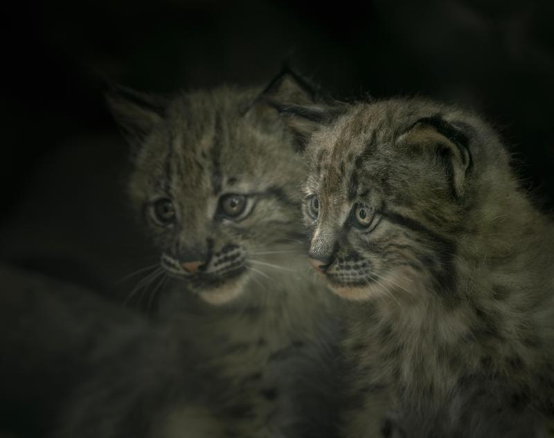 Lynx enclosure reopens at Dartmoor Zoo